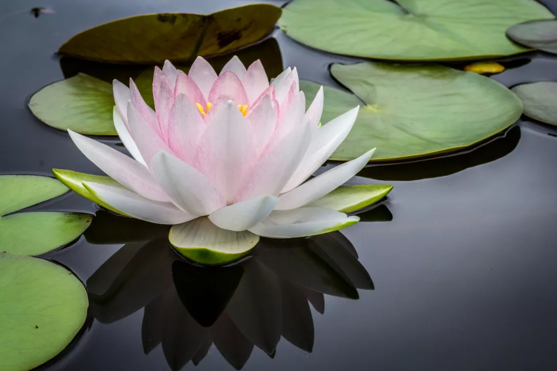 Tranquil picture of a lilly